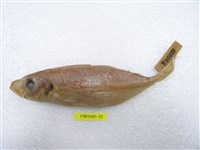 藏品(真鰺)的圖片